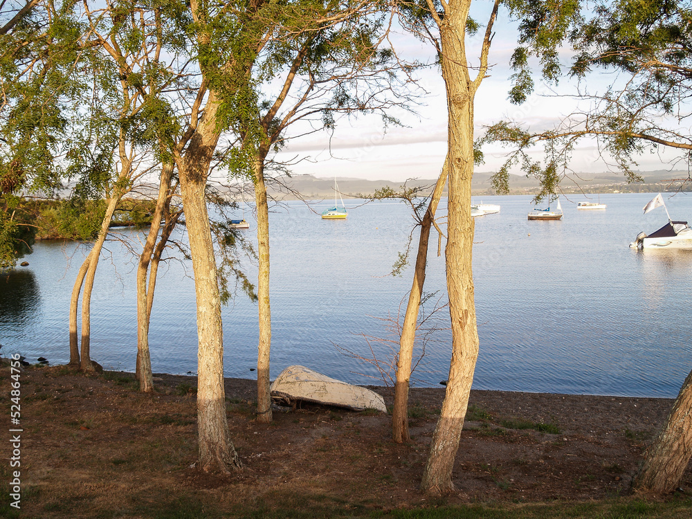 Lake view through trees in morning light