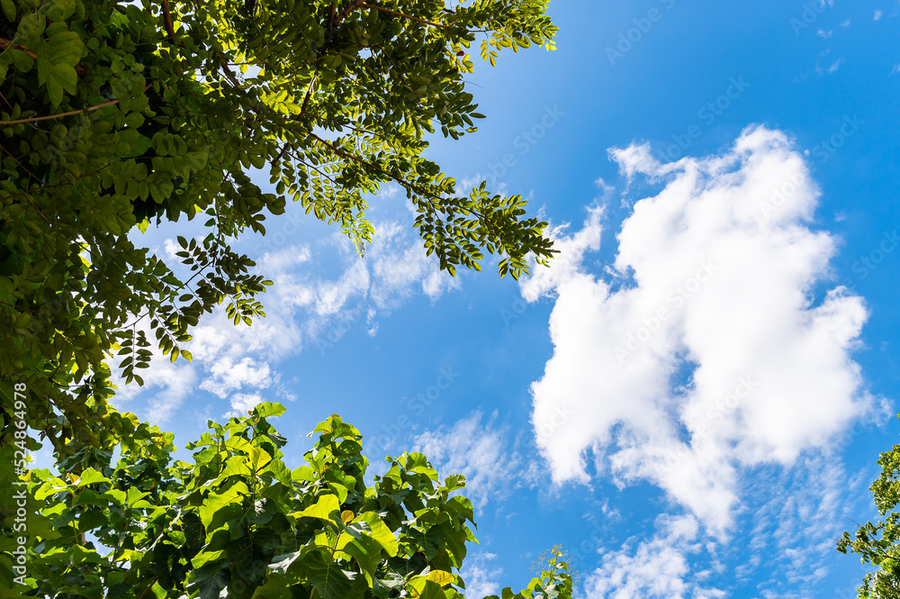 Photo of green leaves against clouds