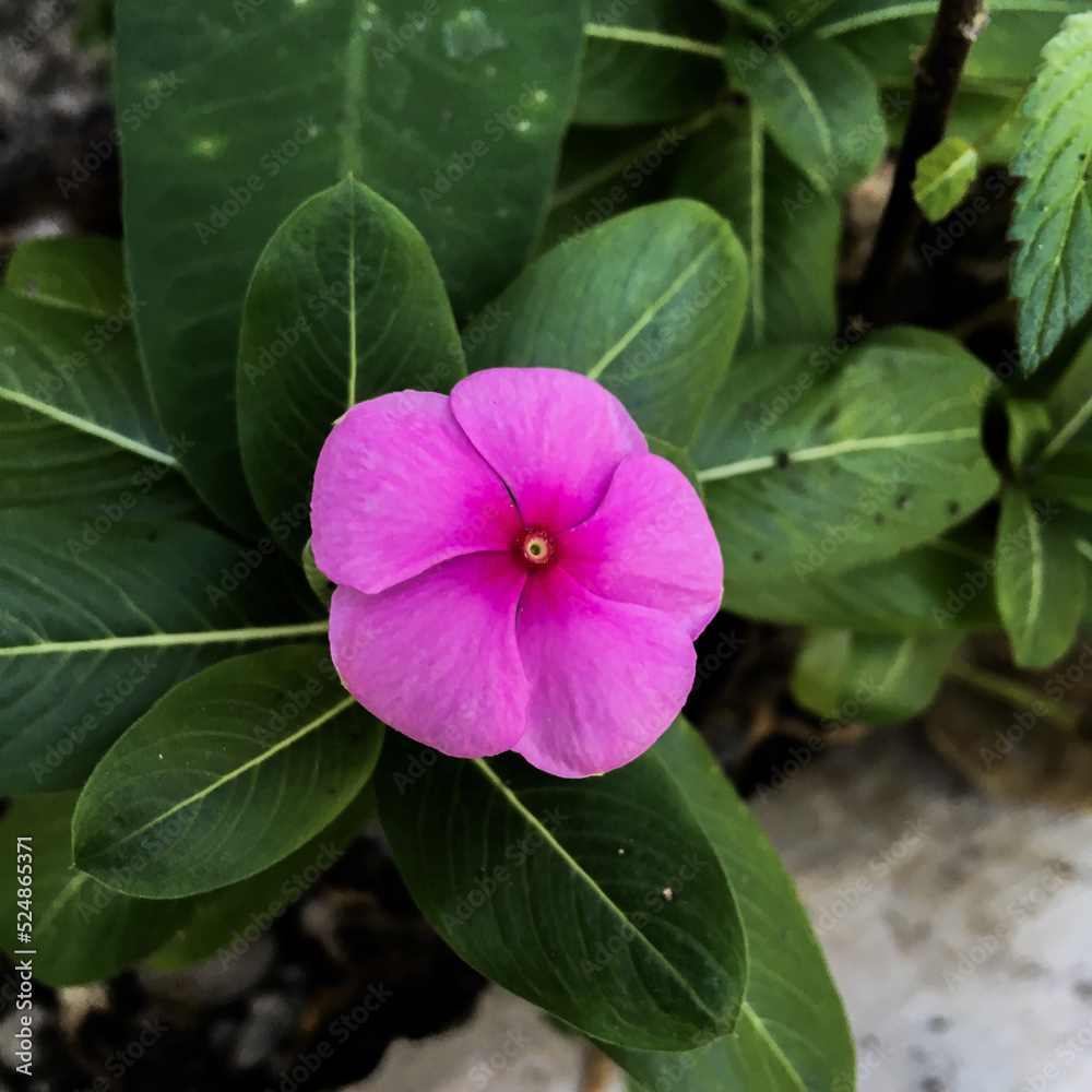 Closeup shot of a Cape periwinkle blossoming in the garden (Bunga Tapak Dara)