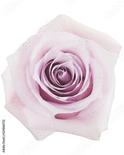 rose rose watercolor flower,watercolor rose isolated on white decor element png