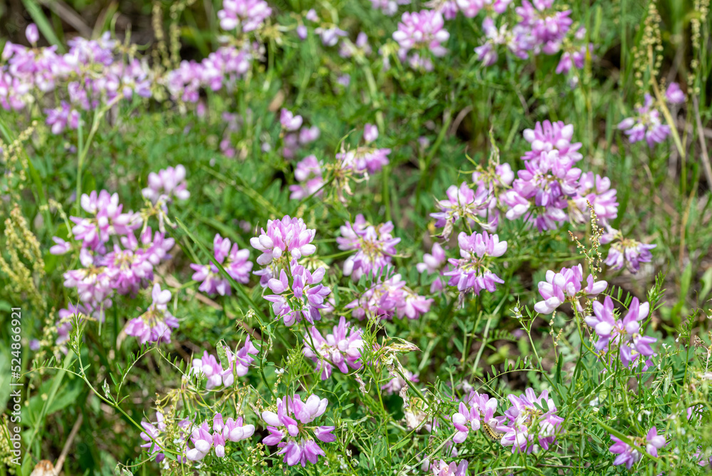 the flowers of Securigera varia - crownvetch, purple crown vetch the flowers of Securigera varia - crownvetch, purple crown vetch