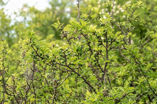 green fruits of the Prunus spinosa tree - blackthorn, sloe