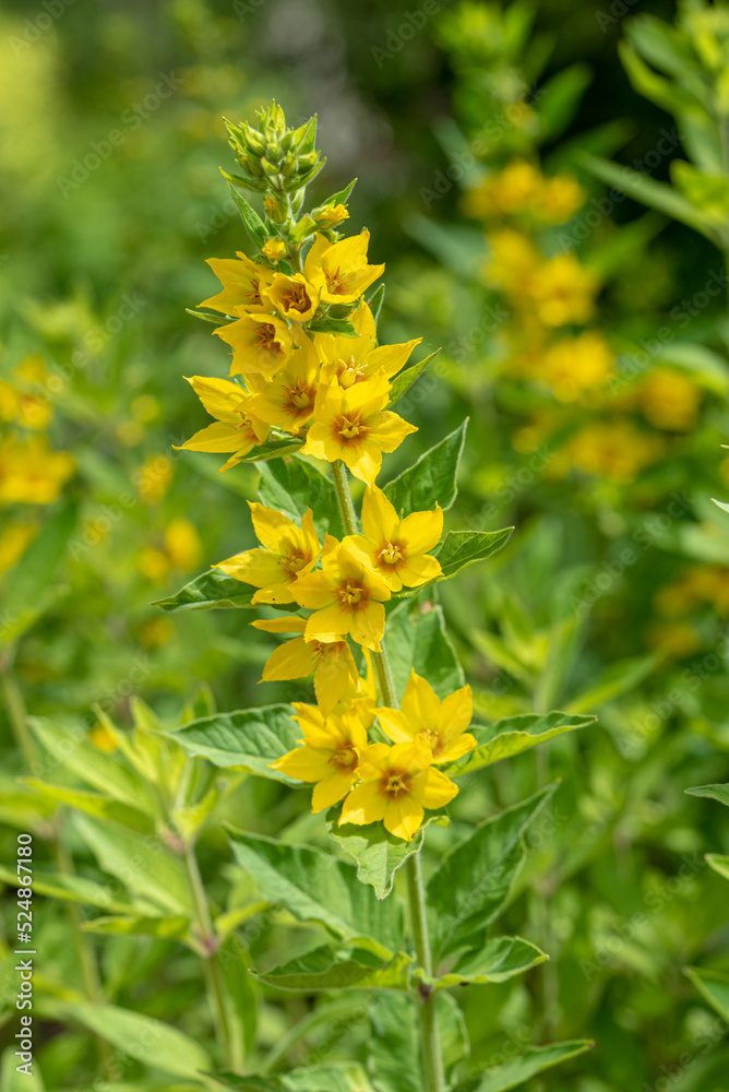 the yellow Lysimachia punctata flower - Dotted loosestrife, Large yellow loosestrife, Circle flower, Spotted loosestrife the yellow Lysimachia punctata flower - Dotted loosestrife, Large yellow loosestrife, Circle flower, Spotted loosestrife