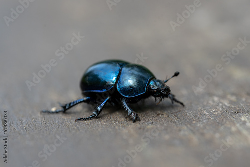 the blue beetle Trypocopris vernalis - spring dumbledor, spring dor beetle photo