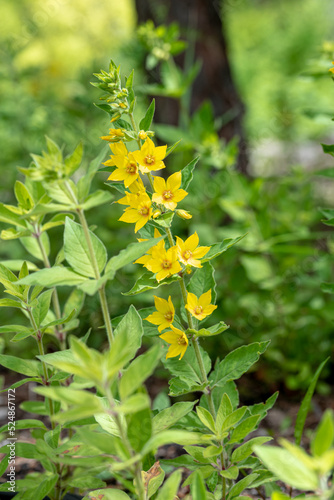 the yellow Lysimachia punctata flower - Dotted loosestrife, Large yellow loosestrife, Circle flower,  Spotted loosestrife