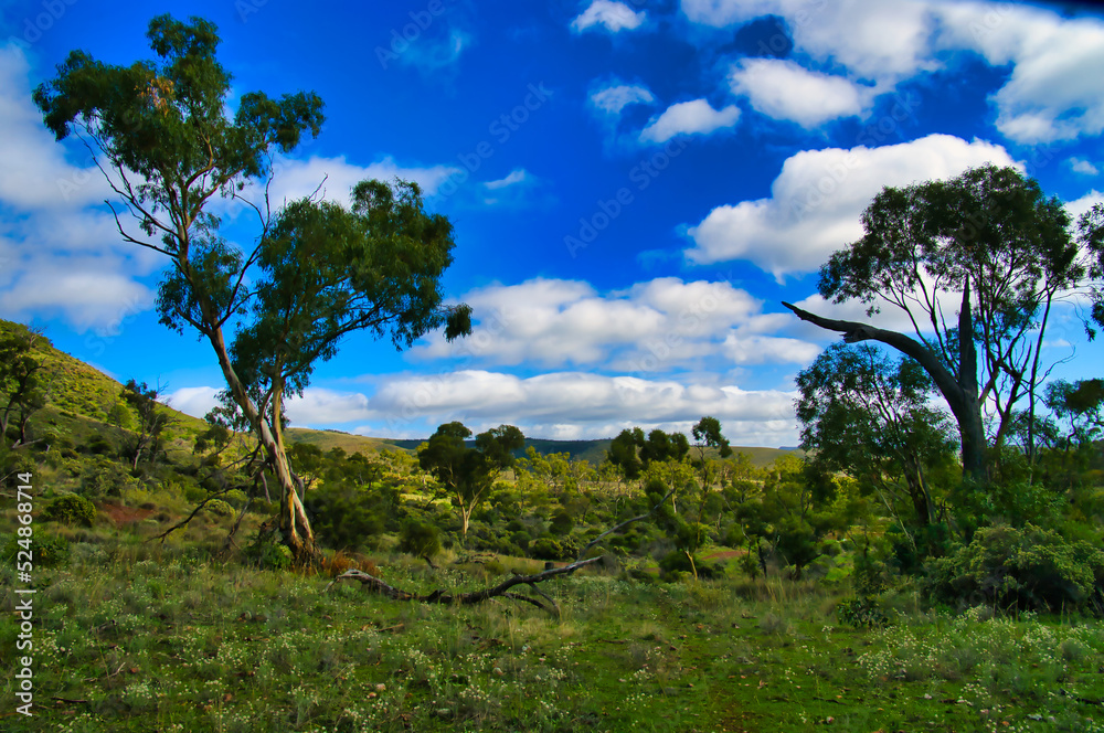 Park-like scenery with scattered eucalyptus trees and low bushes in Dutchmans Stern Conservation Park near Quorn, Flinders Range, South Australia. 
