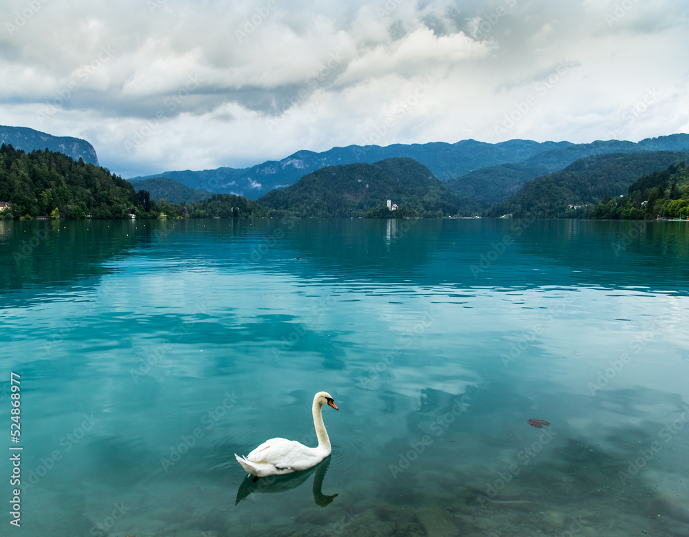 Swan on Lake Bled, Slovenia