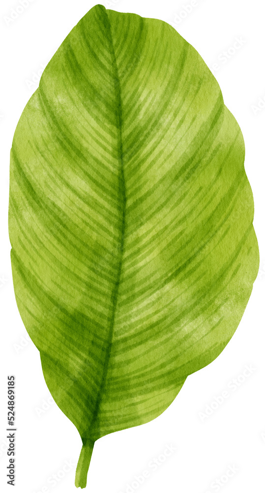 Obraz premium watercolor fresh green tropical leaves branch for decorative