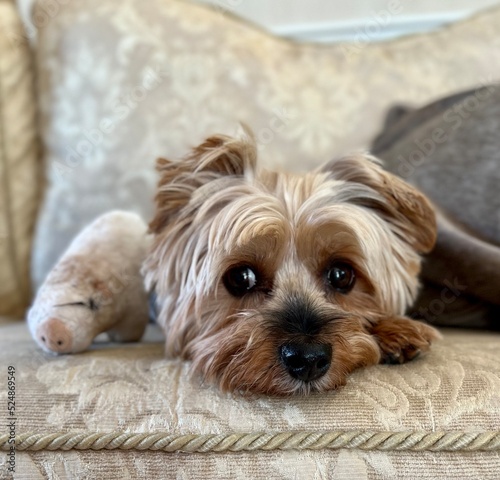 Yorkshire terrier expressive cute dog 