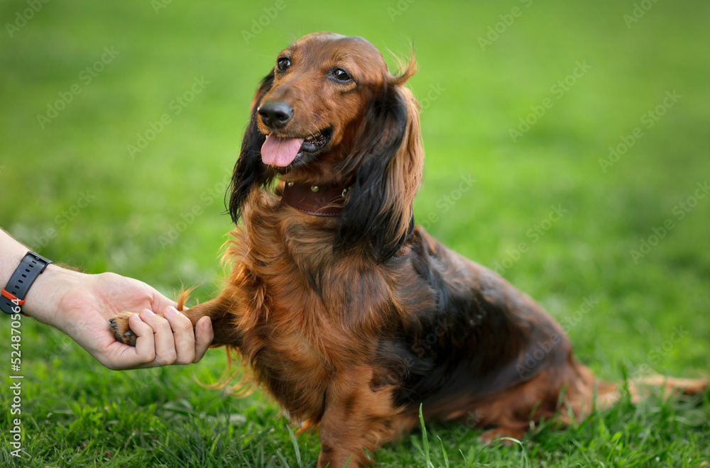 dog gives a paw to the owner, .a man holds a dachshund's paw outdoors in a park in summer, the concept of love, friendship, learning, companionship