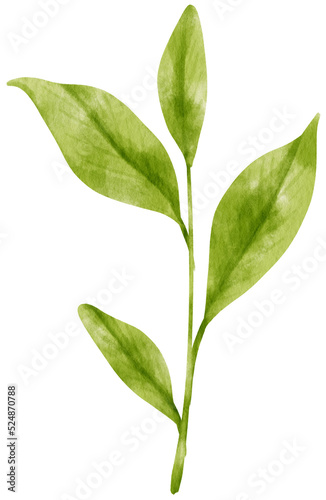 matcha green tea leaves watercolor illustration