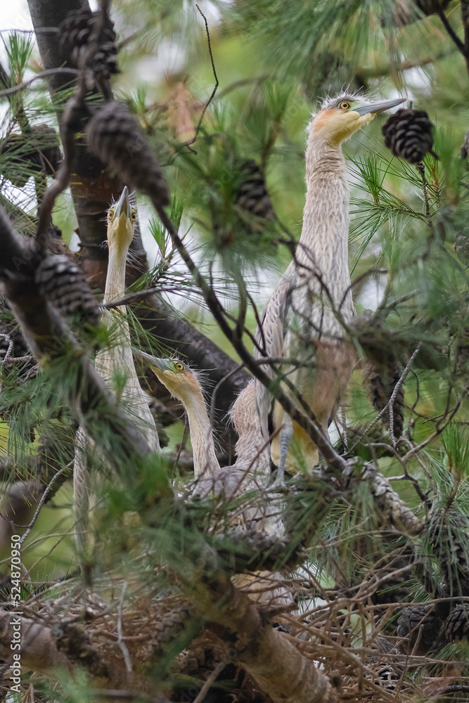 Whistling Heron ,Syrigma sibilatrix , .Iberà Marshes, Corrientes Province, Argentina Whistling Heron ,Syrigma sibilatrix , .Iberà Marshes, Corrientes Province, Argentina