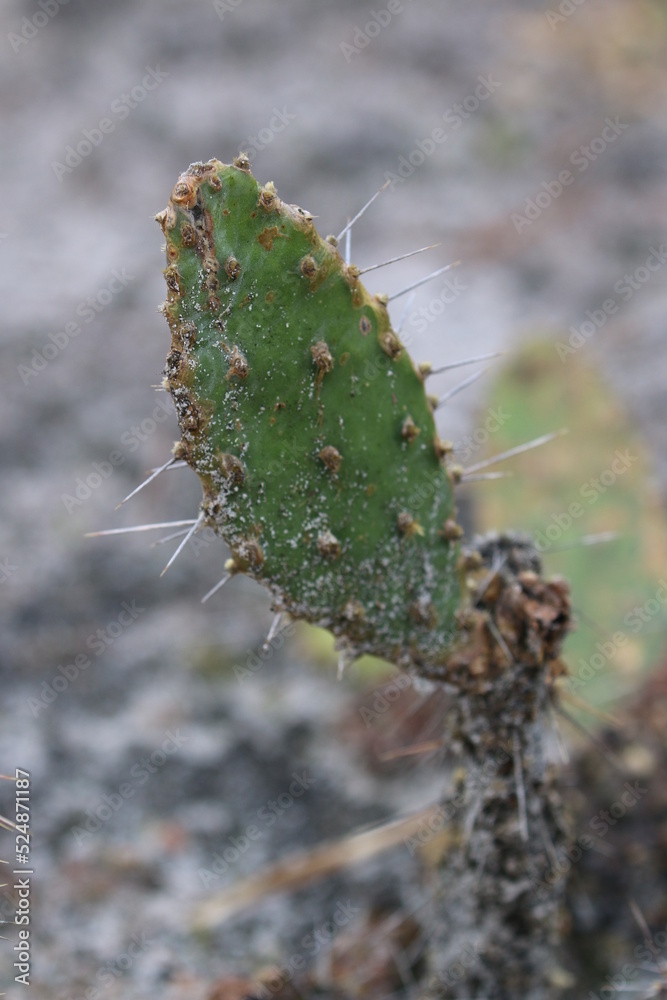 Naklejka premium Cactus