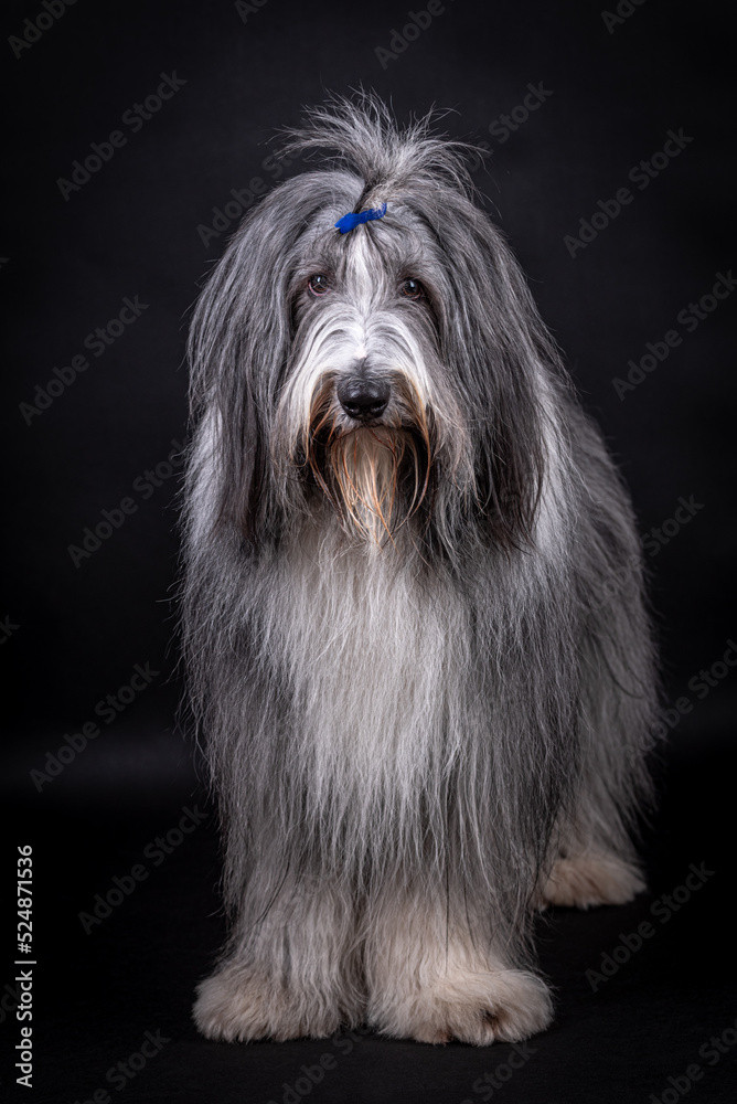 portrait of the Bearded Collie Dog