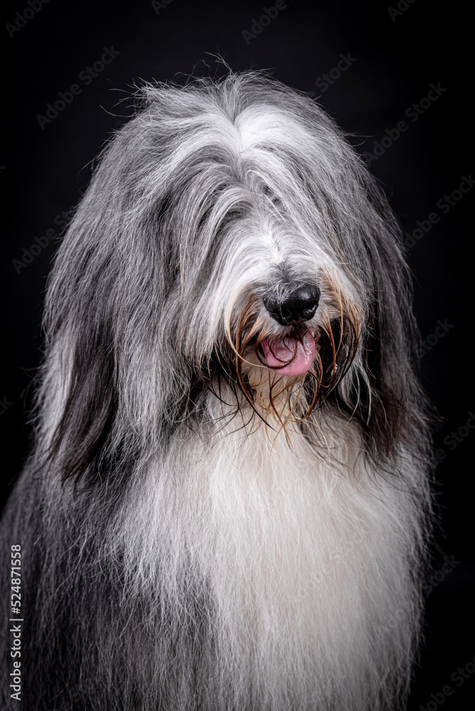 portrait of the Bearded Collie Dog