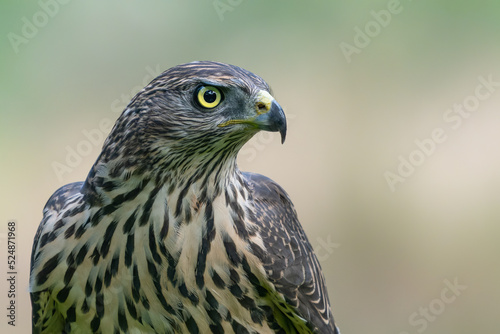 Portrait of a beautiful Northern Goshawk (Accipiter gentilis)  in the forest of Noord Brabant in the Netherlands.         