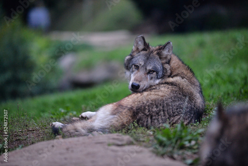Portrait of a grey wolf