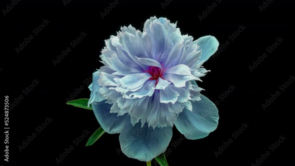 Amazing blue Peony flower background. Wedding backdrop, Valentine's Day concept. Mother's day, Holiday, Love, birthday