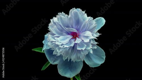 Amazing blue Peony flower background. Wedding backdrop, Valentine's Day concept. Mother's day, Holiday, Love, birthday