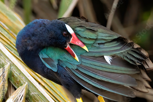 Wild Coati (Nasuella) wandering in Corcovado national park, Osa peninsula, Costa Rica