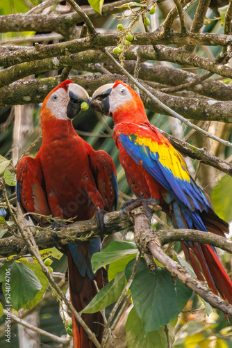 Couple of scarlet macaws (Ara macao) perching and eating on a branch in Playa Blanca near Puerto Jimenez, Osa peninsula, Costa Rica