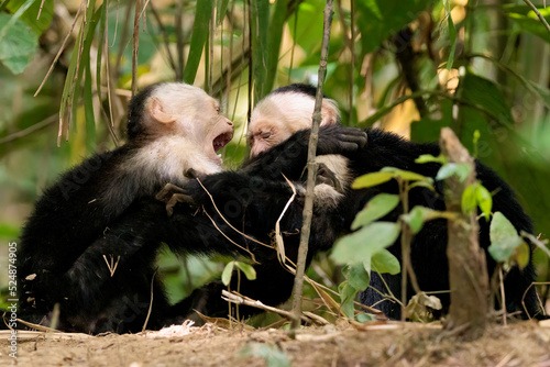 Couple of white-faced capuchins / white headed capuchins (Cebus imitator) playing along Sierpe river, Osa peninsula, Costa Rica photo