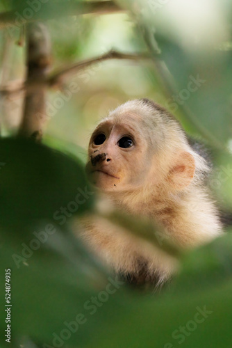 White-faced capuchin / White headed capuchin (Cebus imitator) close-up, Sierpe river near Corcovado national park, Osa peninsula, Costa Rica