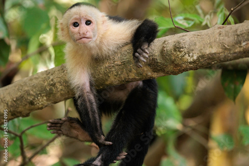 Funny white-faced capuchin / White headed capuchin (Cebus imitator) on a branch, Sierpe river near Corcovado national park, Osa peninsula, Costa Rica photo