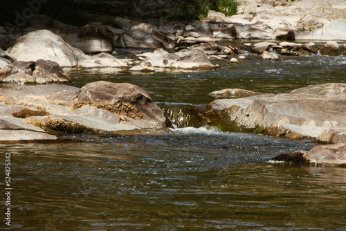 stream in the forest