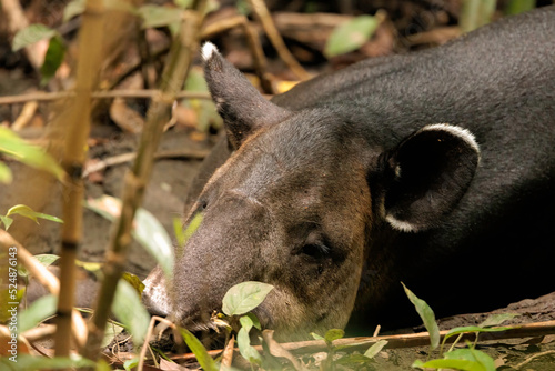 Close up of a Baird's tapir (Tapirus bairdii) sleeping in the mud in Corcovado national park rainforest, Osa peninsula, Costa Rica photo