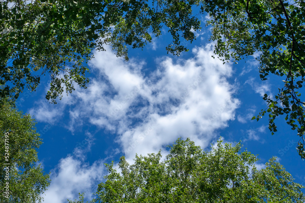 Fototapeta premium Blue sky and white clouds framed by tree branches with green foliage. Bottom view.