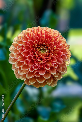fiore di dalia