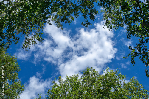 Blue sky and white clouds framed by tree branches with green foliage. Bottom view.