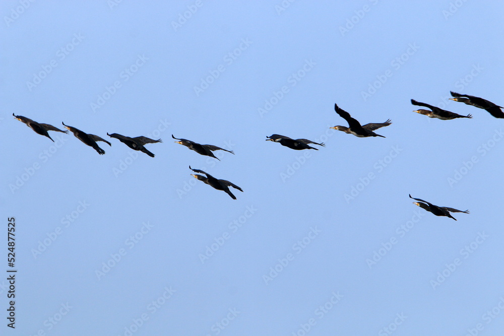 Birds in the sky over the Mediterranean Sea. Birds in the sky over the Mediterranean Sea.