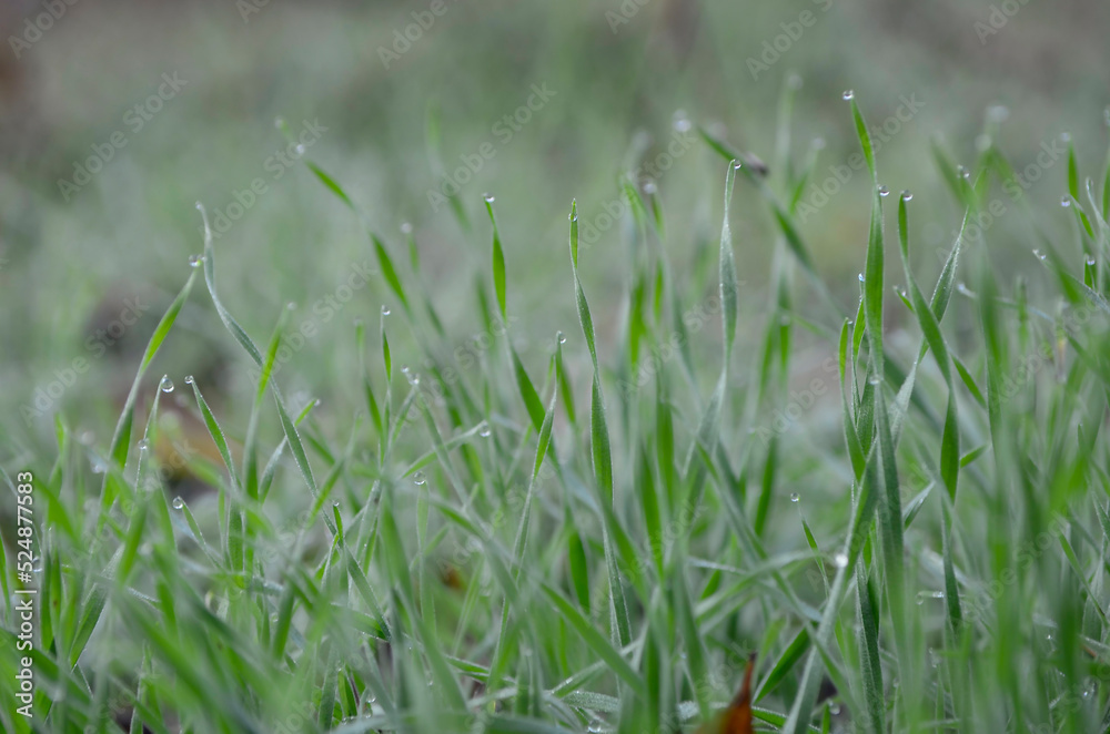 Morning autumn dew on the grass close up Morning autumn dew on the grass close up