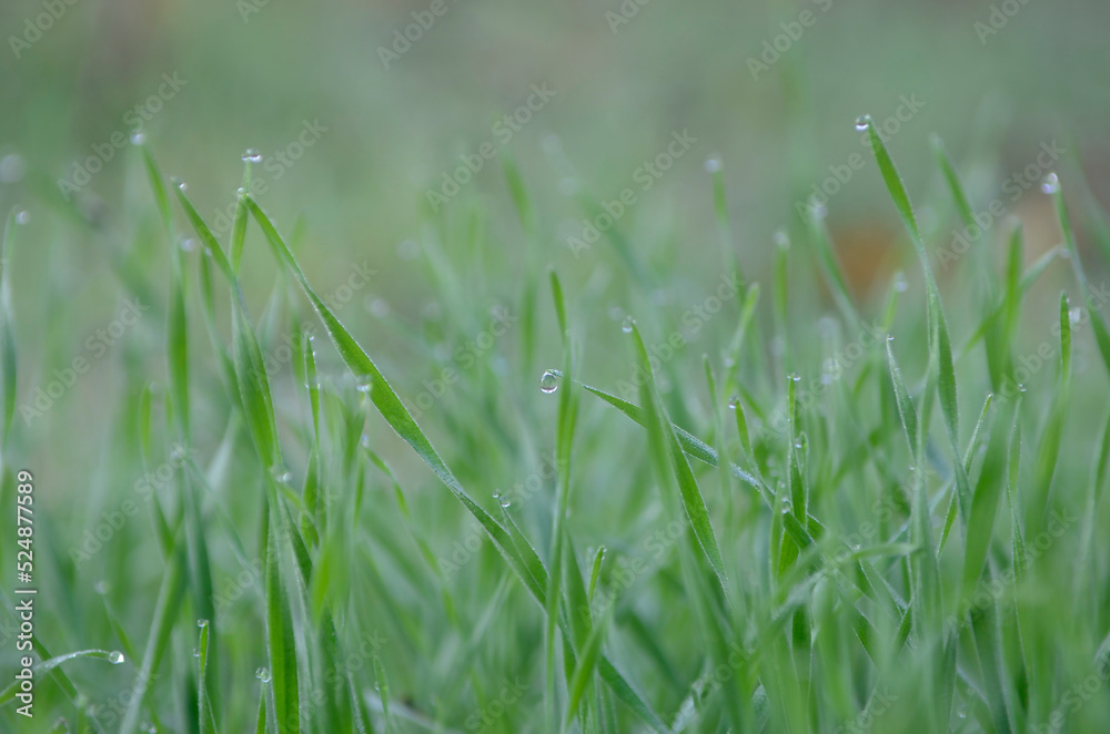 Morning autumn dew on the grass close up Morning autumn dew on the grass close up