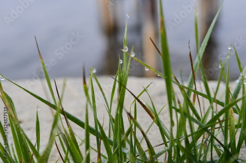 Morning autumn dew on the grass close up © Совгіра Марина