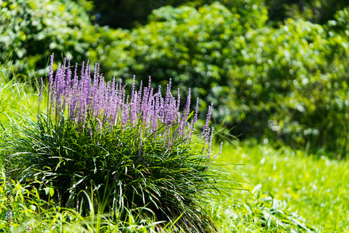 Liliope Muscari flowers in the garden photo
