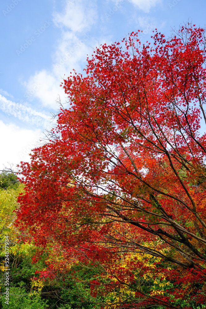 日本楓の紅葉