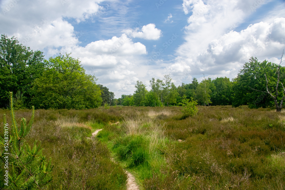 Beautiful calm green nature landscape with white clouds