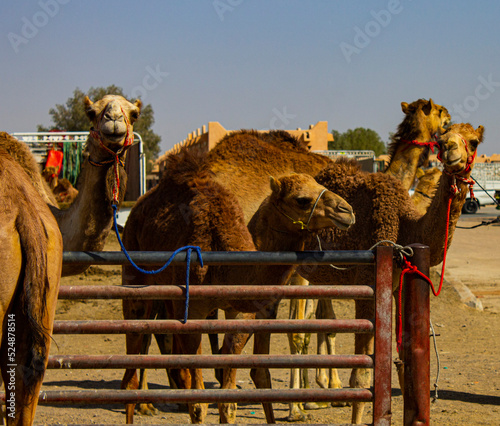 Marché aux dromadaires d'Al Aïn