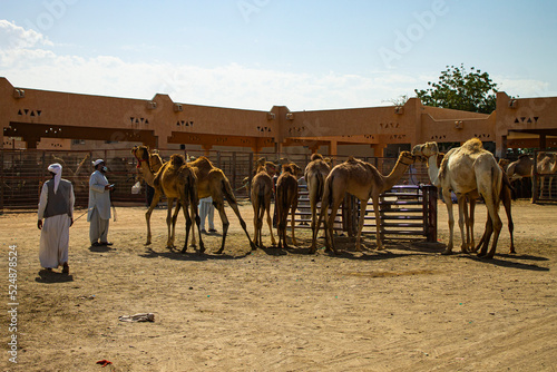 Marché aux dromadaires d'Al Aïn