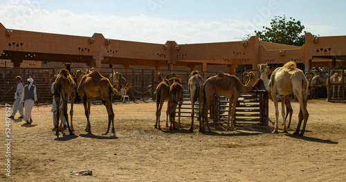 Marché aux dromadaires d'Al Aïn