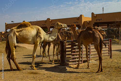 Marché aux dromadaires d'Al Aïn