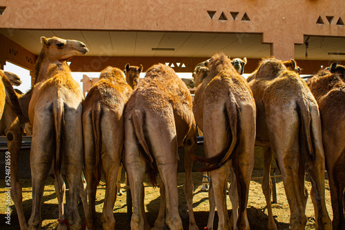 Marché aux dromadaires d'Al Aïn