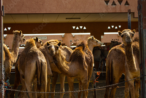 Marché aux dromadaires d'Al Aïn