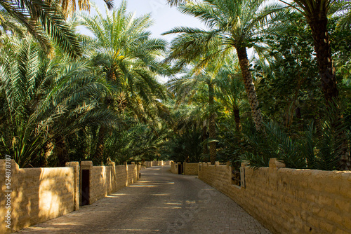 palmeraie d'Al Aïn photo