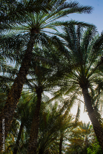 palmeraie d'Al Aïn