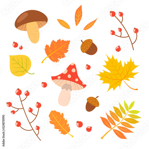 Autumn leaves and mushrooms set. Berries and acorns. Vector illustration