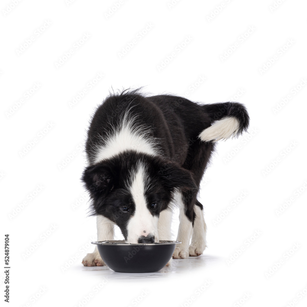 Super adorable typical black with white Border Colie dog pup, standing facing front, eating or drinking from metal bowl. Looking in to bowl. Isolated on a white background. Super adorable typical black with white Border Colie dog pup, standing facing front, eating or drinking from metal bowl. Looking in to bowl. Isolated on a white background.